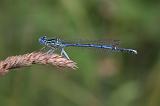 6119_Blauwe breedscheenjuffer (m) - Plitvice N.P. (Kroatia)